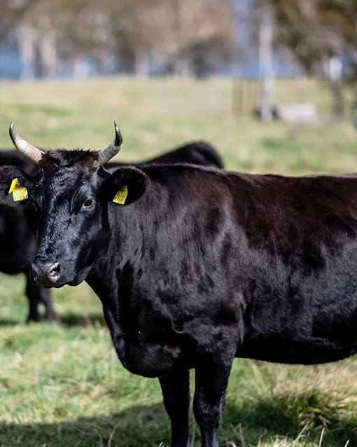 WHAT IS WAGYU?