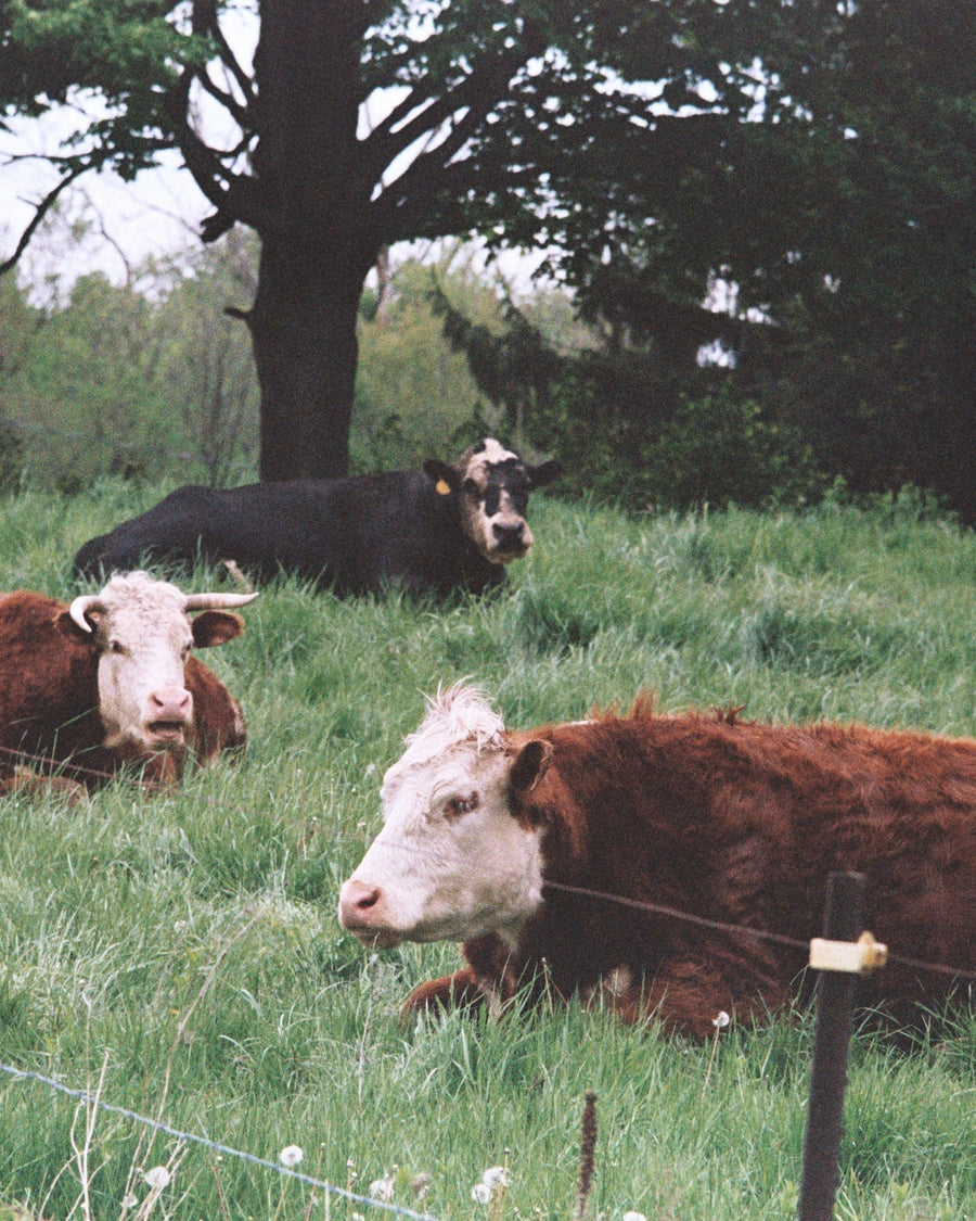 The Real Difference Between Grass-Fed and Grain-Fed Beef (And Why It Matters)