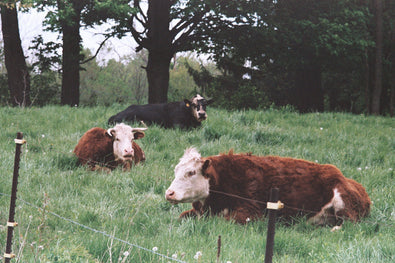 The Real Difference Between Grass-Fed and Grain-Fed Beef (And Why It Matters)